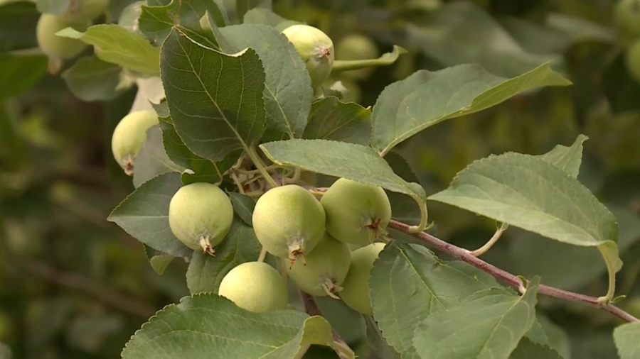 Орман қорындағы жерді пайдалану құны өсті