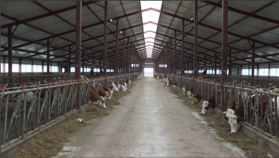 Елде мал экспортына тыйым ұзартылды