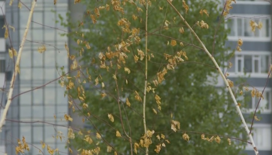 Саженцы засыхают на аллее в Усть-Каменогорске