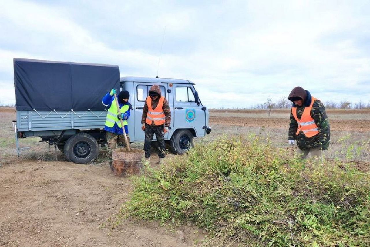 Осенняя кампания по озеленению стартовала в Карагандинской области