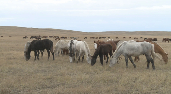 Выдачу земель перевели в электронный формат