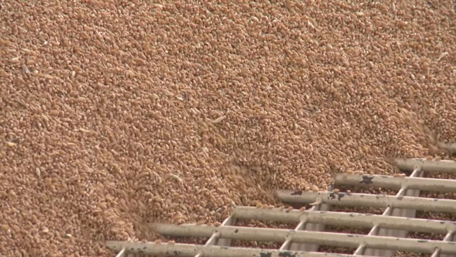 Новый сорт пшеницы вывели ученые-агрономы в Акмолинской области