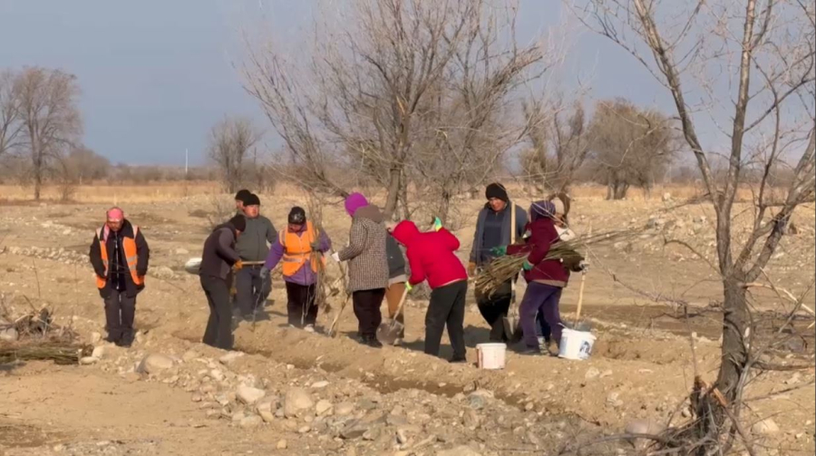 Жетісу облысында 7,5 мың көшет егілді