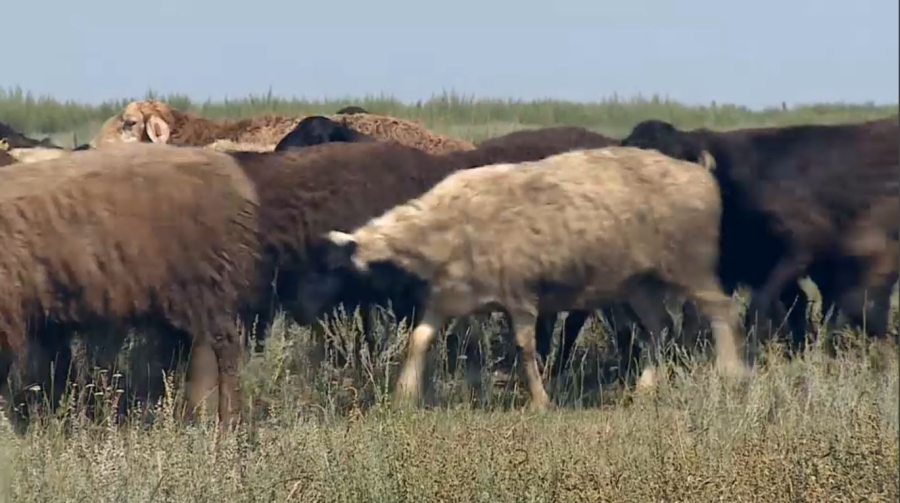 Ауыл шаруашылығы санағының онлайн кезеңі жалғасады