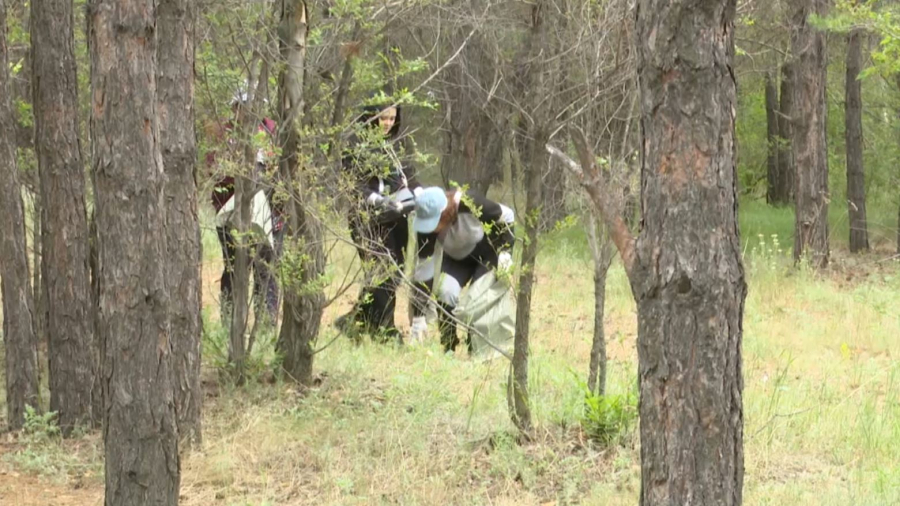 Қарағанды облысында орман алқабы тазартылды