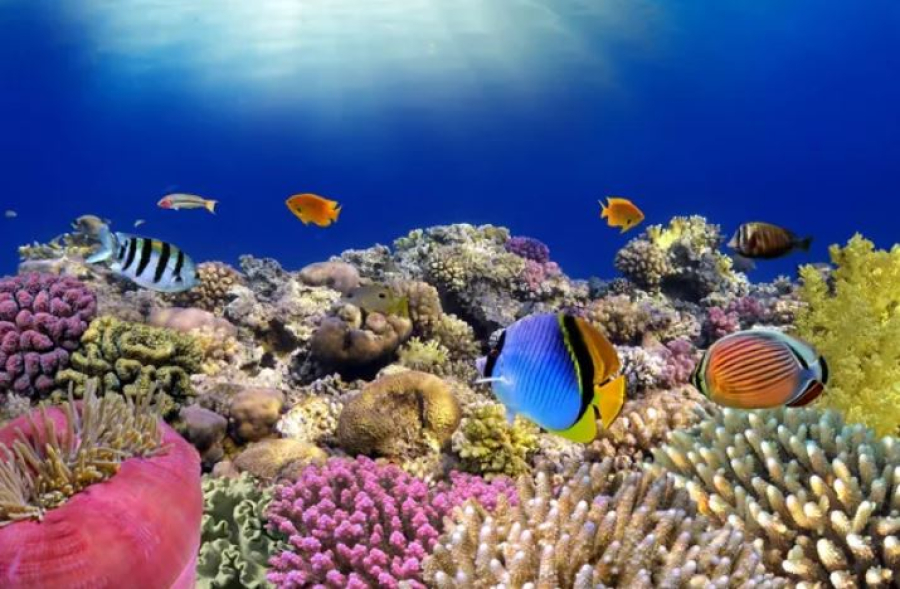 Коралловые рифы могут исчезнуть через 50 лет – ООН
