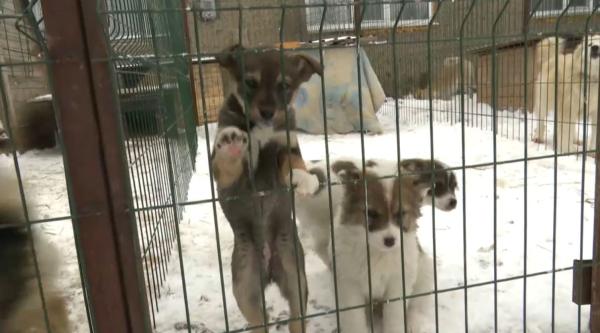 Бездомных животных помогают содержать волонтёры Карагандинской области