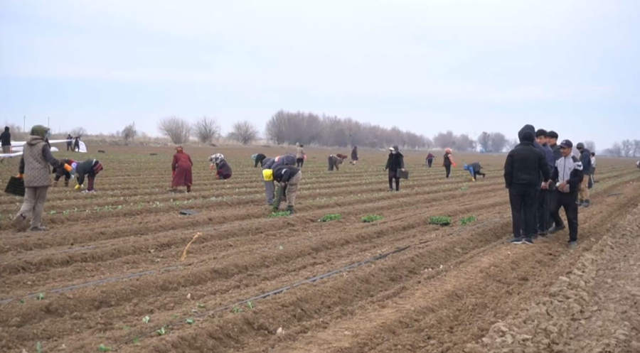 Көктемгі дала жұмыстары қыза түсті