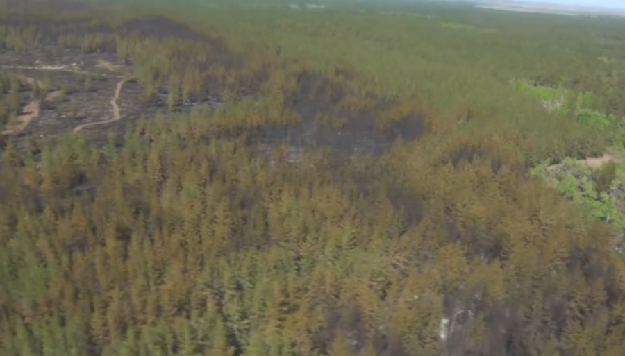 Лесной пожар в Абайской области ликвидировали