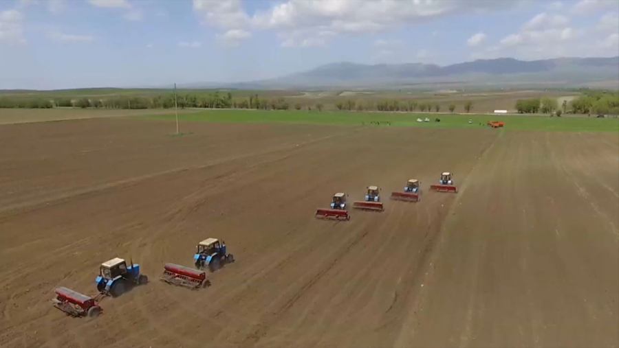 Жетісуда қант қызылшасының алқабы қысқарды