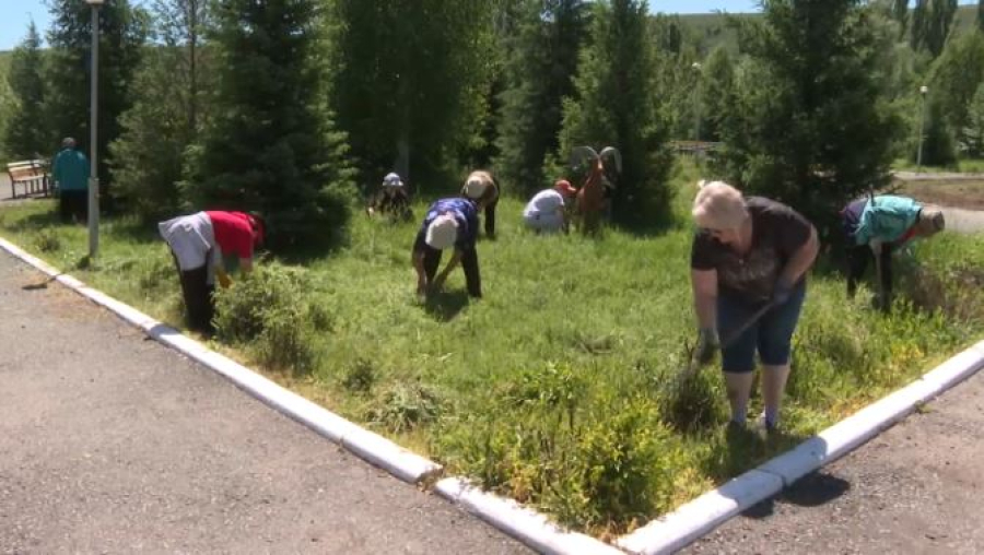 46 тысяч деревьев высадили в Семее