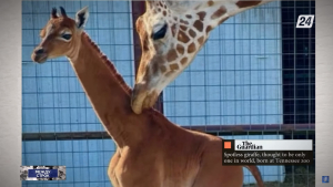 Полностью коричневый жираф без пятен родился в американском зоопарке | Между строк