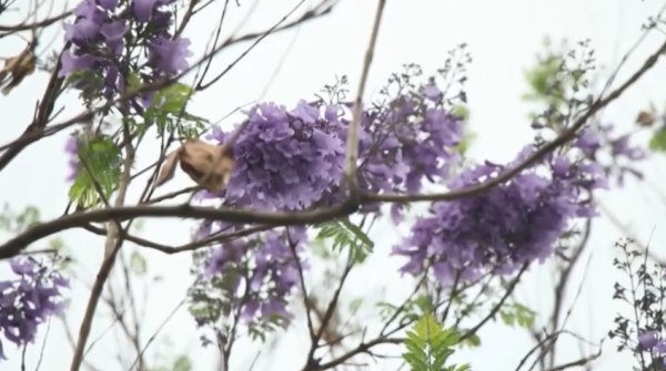 Мексикада жакаранда гүлі мерзімінен бұрын бүр жарды