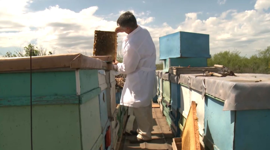 Отандық бал Мажарстанға жеткізіледі