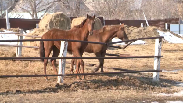 Қостанай жылқысының тұқымын көбейту қолға алынды