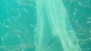 В Таиланде защитники морской среды извлекли 300 кг подводного мусора