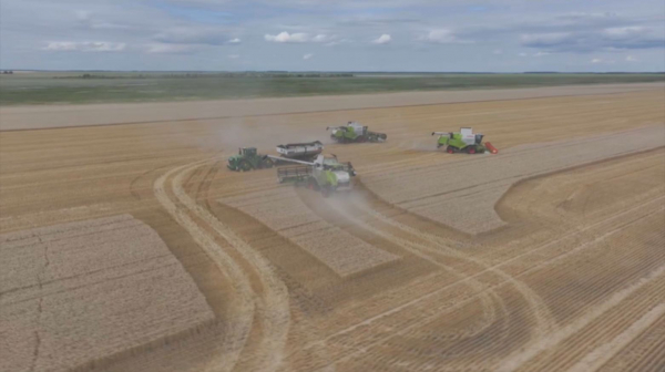 СҚО-да 4,2 млн тонна бидай жиналды