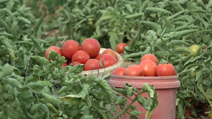 Түркістан облысында 114 мың гектар тамшылатып суарылады