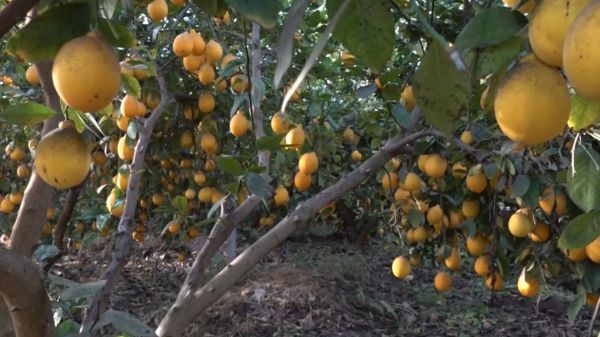 Түркістан облысында лимон мен құлпынай өсірушілердің саны артып келеді