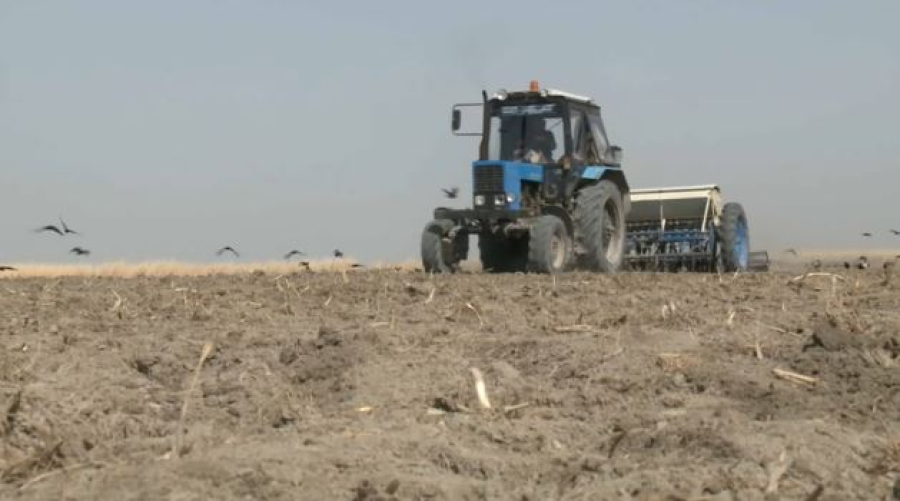 Қызылорда облысында жүгері алқабы ұлғайды