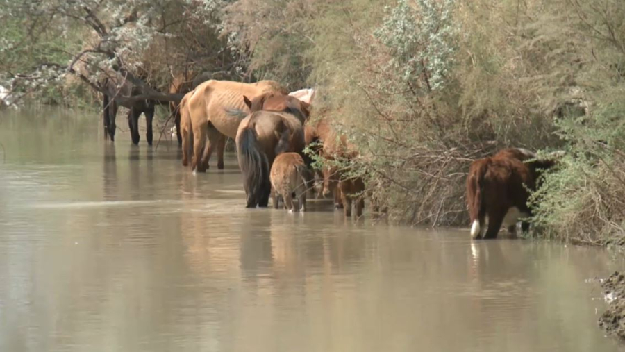 Биыл тамыз-қазан аралығында ауыл шаруашылығы санағы өтеді