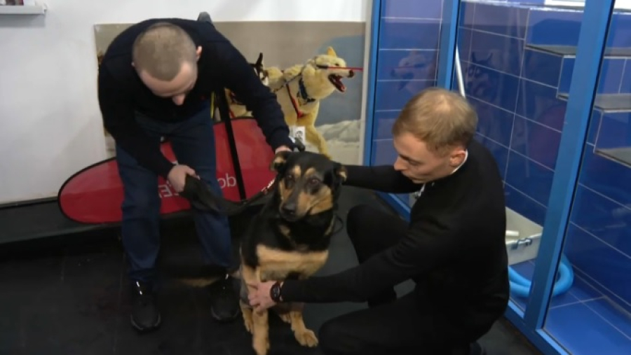 В Казахстане впервые собаке заменили сустав