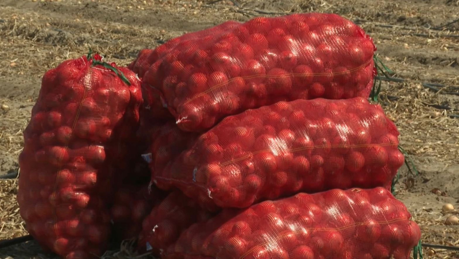 Алматы облысы пияз бен картоп өнімін мол жинап жатыр