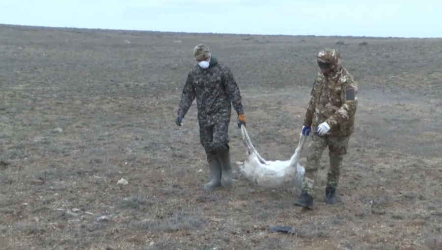 Ұлытау өңірінде киіктер аштан қырылды