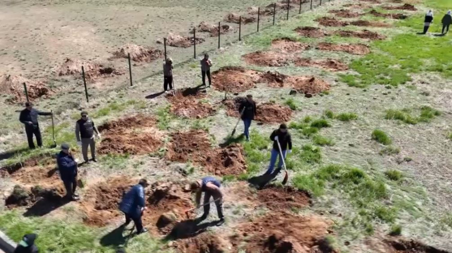 Более 500 деревьев высадили в комплексе «Жошы хан» в области Ұлытау