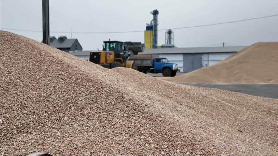 Солтүстік Қазақстан облысында рекордтық көлемде астық жиналды