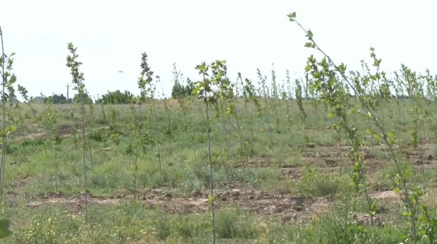 Новую лесополосу создают в южной части Шымкента