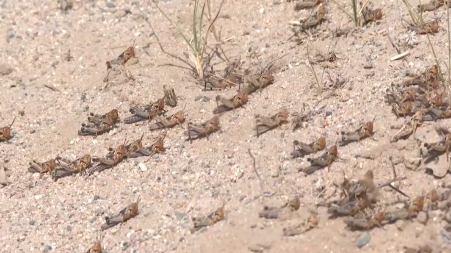 Больше 230 тысяч га обработают против саранчи в Жамбылской области