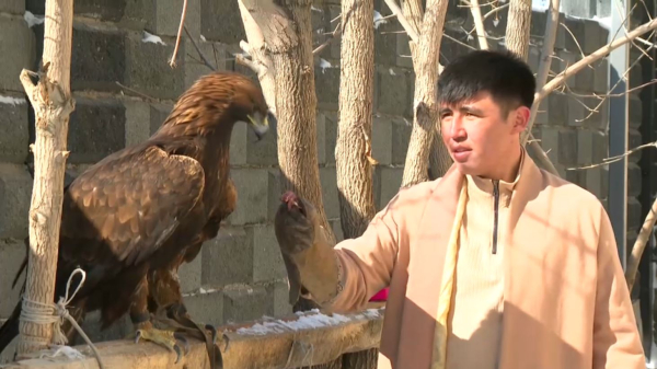 Жаңақорғанда құсбегілік жанданып келеді