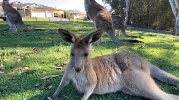 Эмбрион кенгуру впервые вырастили с помощью ЭКО в Австралии