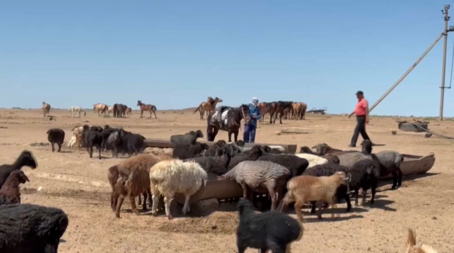 Атырауским животноводам недоплатили субсидии