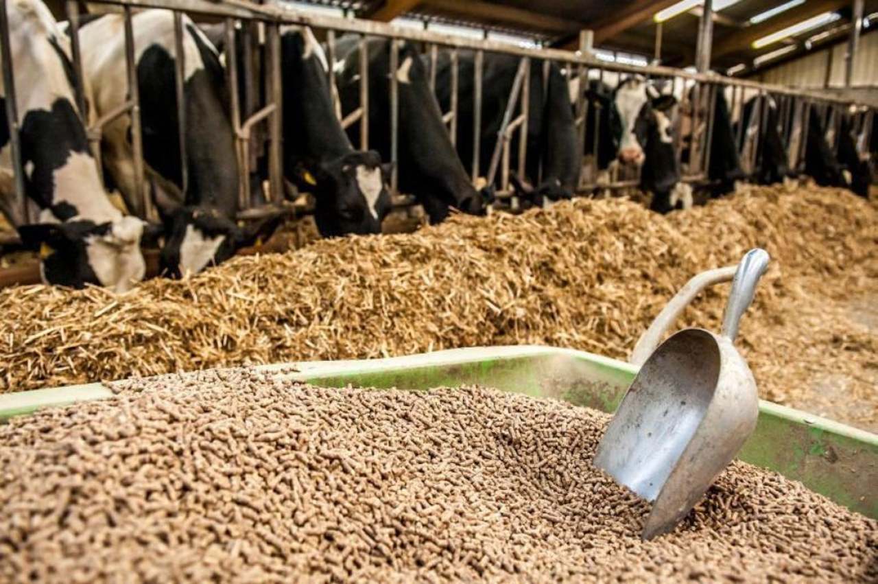 Жамбыл облысында мал азығы ұнын өндіретін зауыт іске қосылады