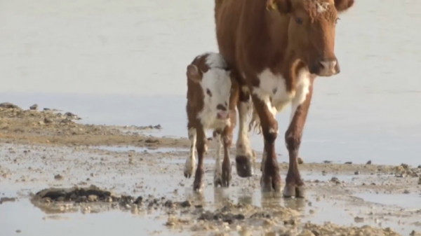 Выплаты за павший скот начались в Костанайской области