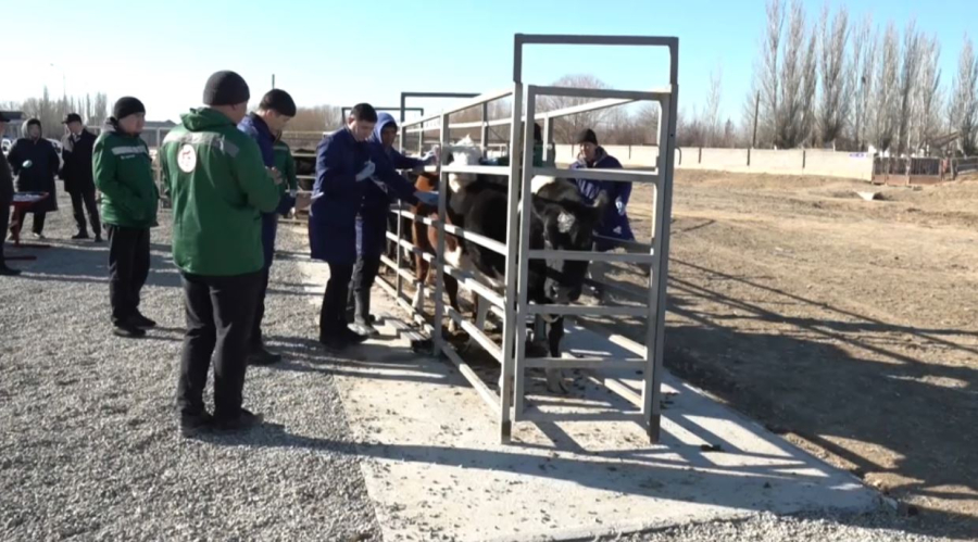 Сауран ауданында ветеринария саласы цифрландырылды