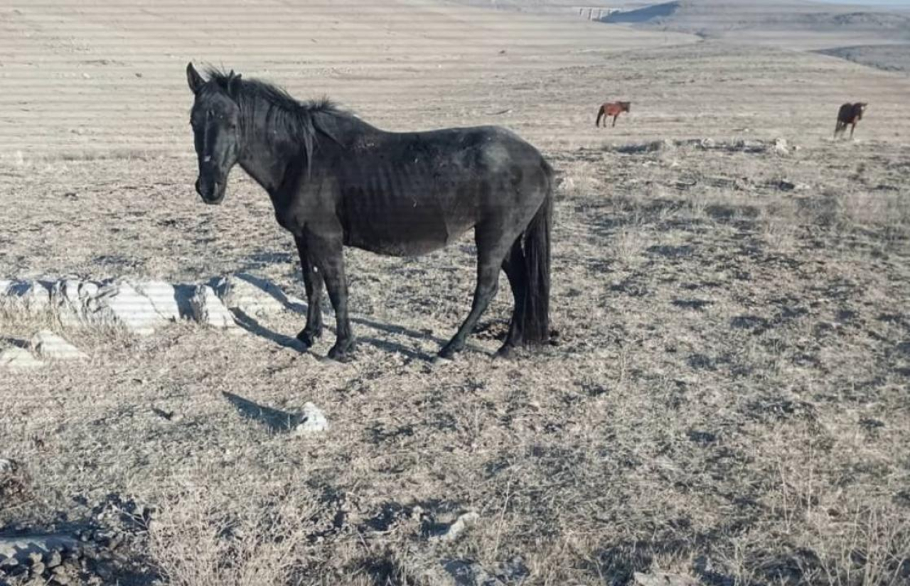 Жамбыл облысында 39 жылқы ұрлағандар ұсталды