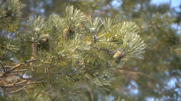 «Ертіс орманы» резерватында орманшылар қарағай тұқымын жинап жатыр