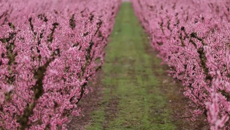 Тысячи фруктовых деревьев зацвели в Испании