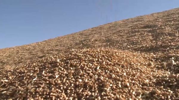 Оңтүстік өңірде бидай бағасының құлдырауы сезілді