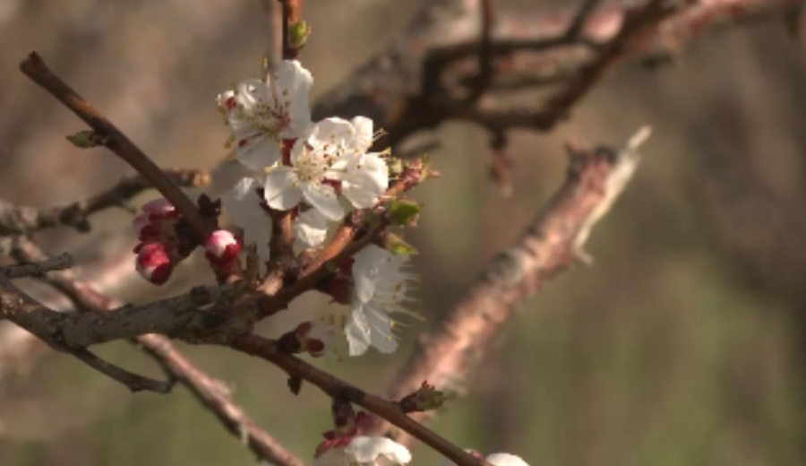 Фестиваль абрикоса планируют проводить в Алматинской области