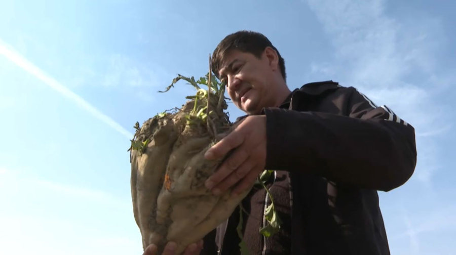 30 тысяч тонн сахарной свёклы собрали за 10 дней в Жамбылской области