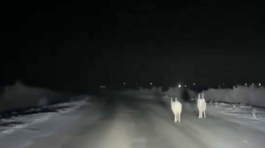 Атырау облысында киік ауылдардың ішінде жайылып жүр