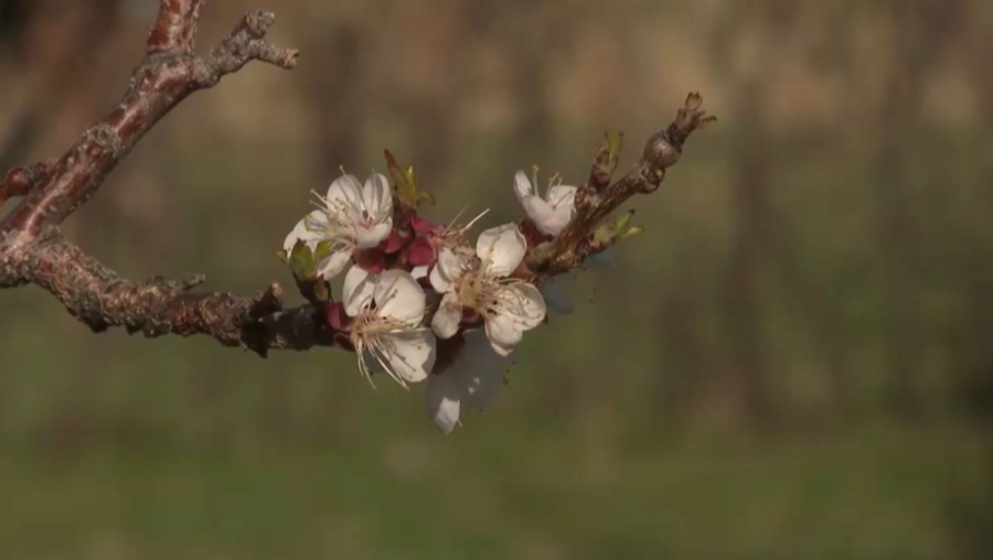 Ұйғыр ауданында өрік фестивалі өтті