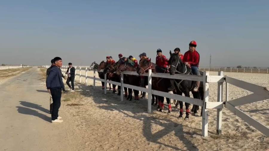 Көкпар аттарына чип орнатыла бастады. Live