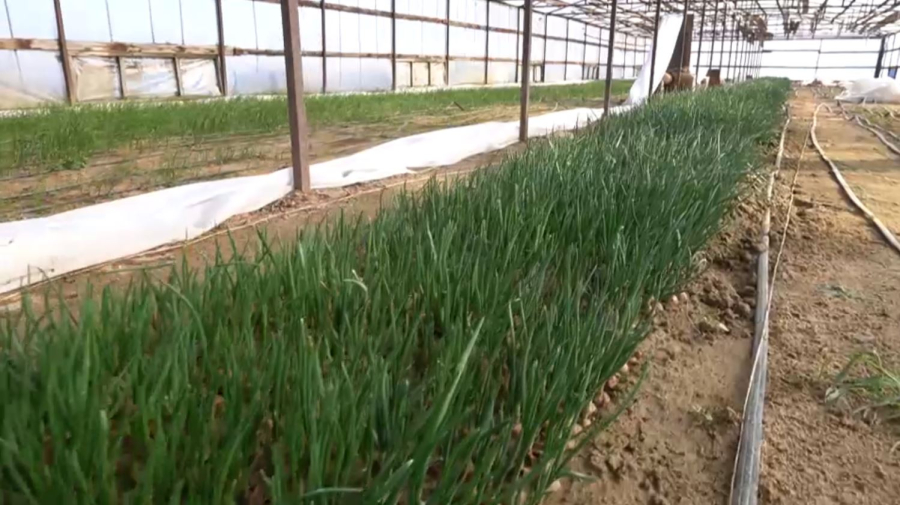 Как развивается производство органической продукции в РК