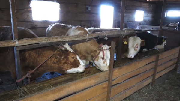 Абай облысындағы Бұлақ ауылында бруцеллез дерті өршіп тұр