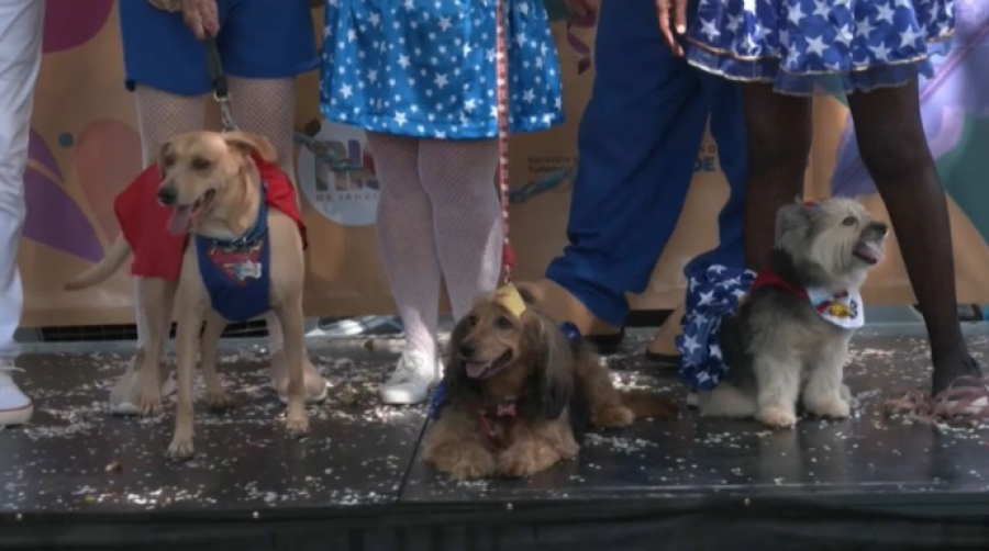 Парад собак организовали в Рио-де-Жанейро